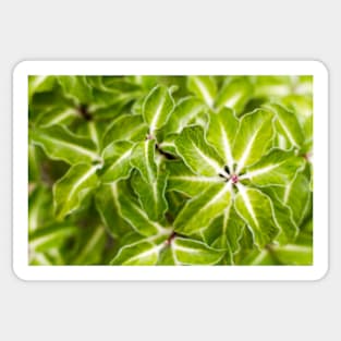 Pittosporum tenuifolium Arundel Green Sticker